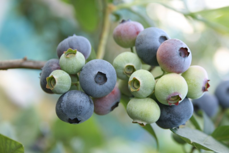 千葉県市原市 杉山ジャム工房